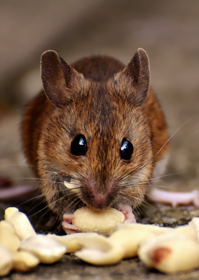 Que Significa Sonar Con Ratas Mensajes Ocultos