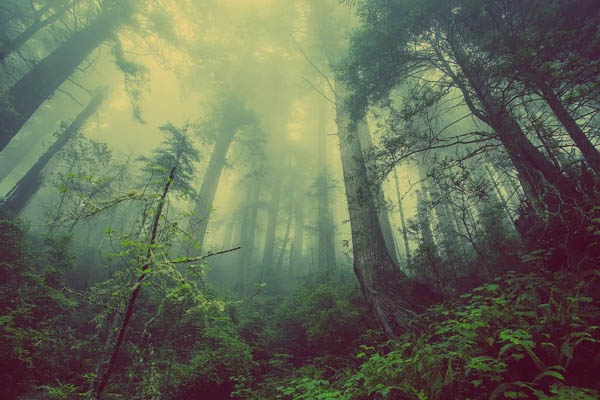 que significa soñar con bosque