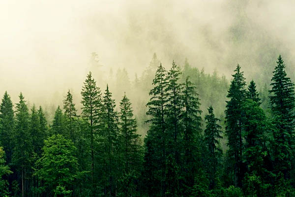 significado sueños de bosque